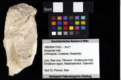 Foto (Objket + Etiketten) von Prosopon sp. 